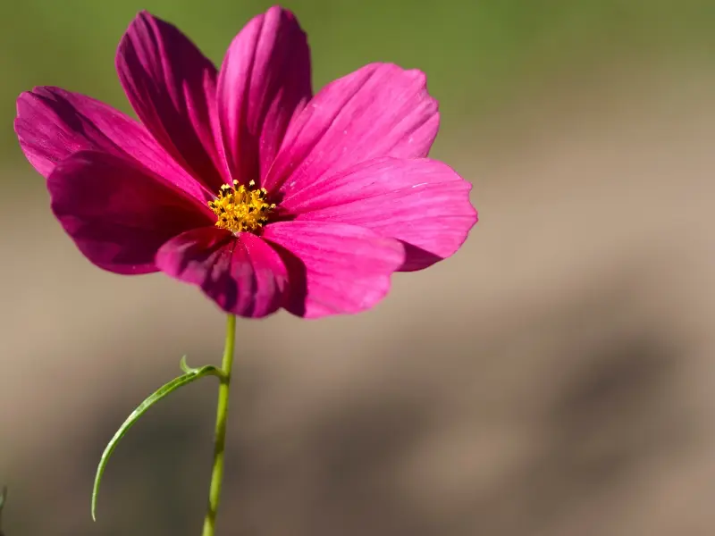 Flor oberta que simbolitza l’obrir-te dins la sessió tantra per a dones Flor abierta que simboliza el abrirte en la sesión tantra para mujeres