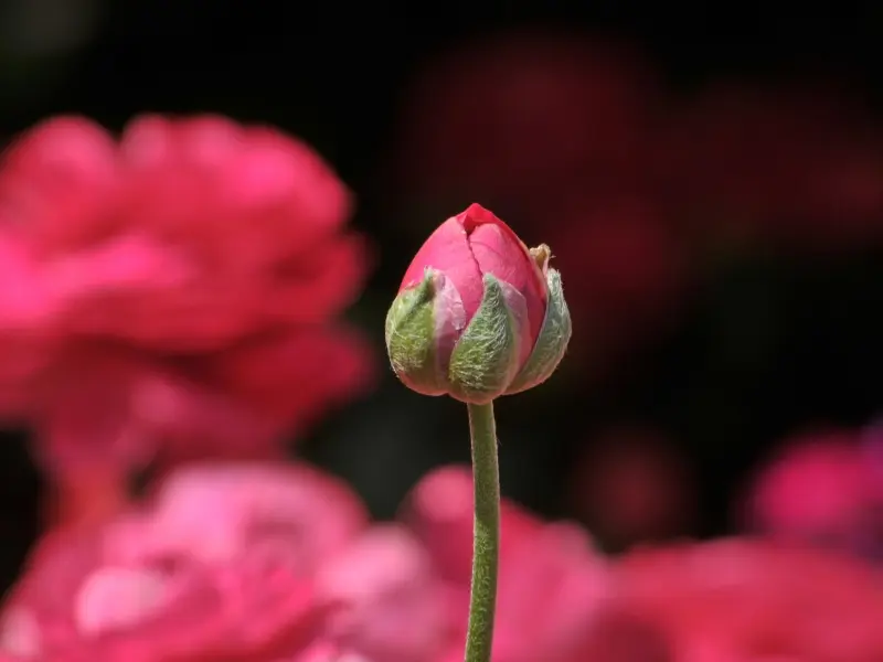 Capoll de rosa que simbolitza el moment de sorgir dins la sessió tantra per a dones Capullo de rosa que simboliza el momento de surgir en la sesión tantra para mujeres